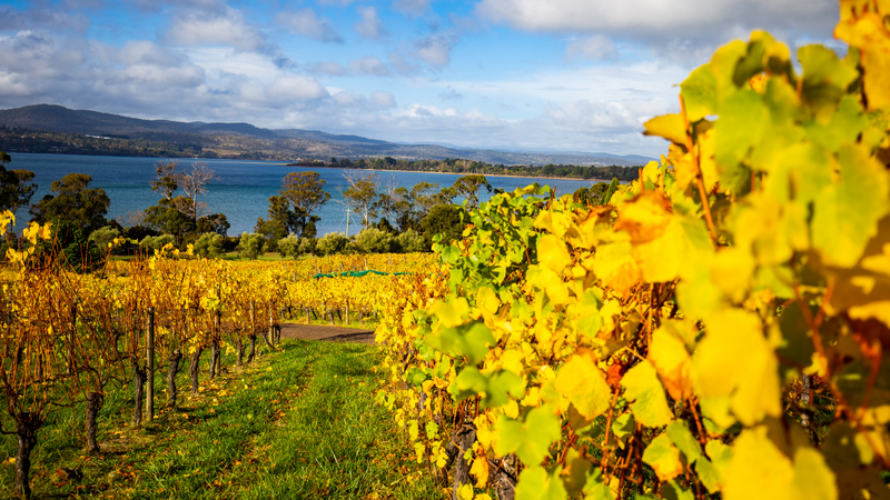 Top 5 Wine Country Travel Destinations in Australia