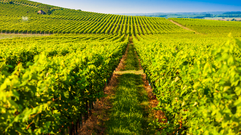Six Fascinating Facts About Barossa Valley & Wine
